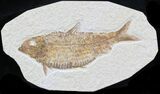 Knightia Alta Fossil Fish #32956-1